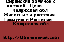 Сирийский хомячок с клеткой › Цена ­ 200 - Калужская обл. Животные и растения » Грызуны и Рептилии   . Калужская обл.